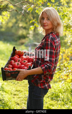 Frau mit einer Kunststoff-Box von Urtomaten. Gartenbau, Ernte, Bauern-Konzept. Stockfoto