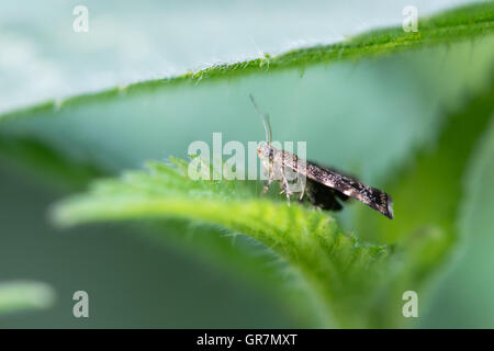 Brennnessel-Hahn Mikro Motte (Anthophila Fabriciana). Mikro Motte in der Familie Choreutidae, in Ruhe auf Brennnessel (Urtica Dioica) Stockfoto