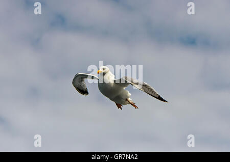 Europäische Hering Möve Larus Argentatus im Flug Stockfoto
