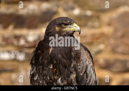 Schwarz-Chested Bussard-Eagle Stockfoto