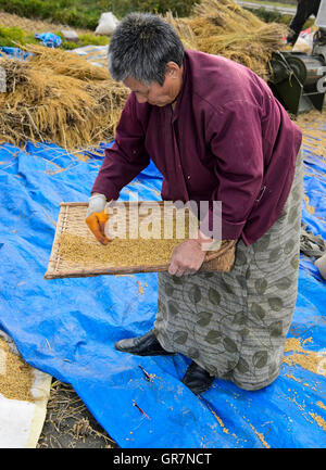 Bhutan Frau, die Trennung der Spreu vom Weizen, Paro, Bhutan Stockfoto