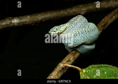 Juvenile giftige zwei gestreiften Wald Pitviper, Yasuni-Nationalpark in Ecuador Stockfoto