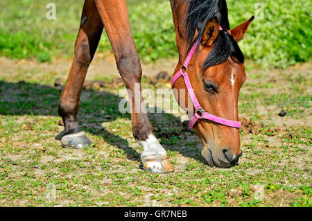 Arabisches Pferd auf der Weide grasen Stockfoto