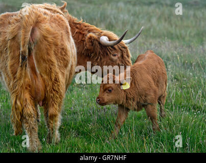 Kuh mit Kalb, Scottish Highland Cattle oder Kyloe, Assynt, Schottland, Großbritannien Stockfoto