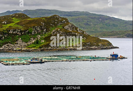 Fischzucht für Lachs In einer Bucht an der schottischen Küste, Grafschaft Sutherland, Schottland, Großbritannien Stockfoto