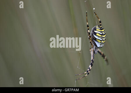 Weibliche Argiope Bruennichi oder "Wasp Spider" Stockfoto