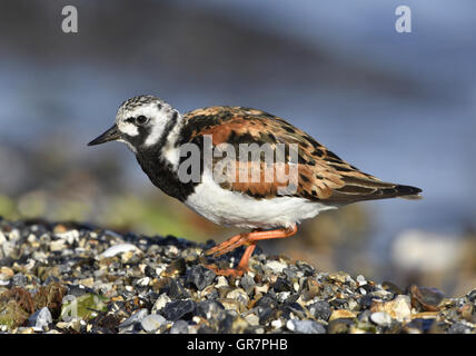 Steinwälzer - Arenaria intepres Stockfoto