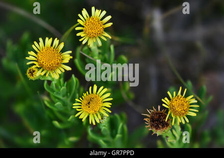 Goldene Queller Stockfoto