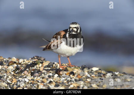 Steinwälzer - Arenaria intepres Stockfoto