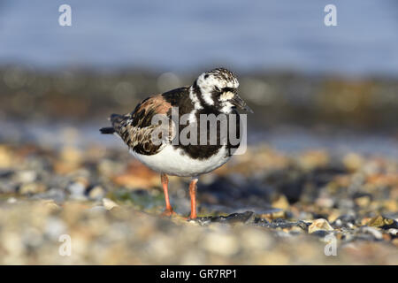 Steinwälzer - Arenaria intepres Stockfoto