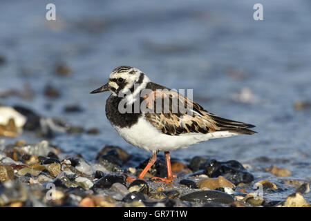 Steinwälzer - Arenaria intepres Stockfoto