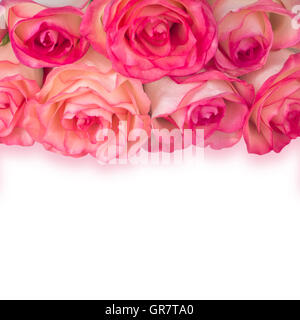 Lachse Rosen mit Licht rosa Schatten auf weißem Hintergrund quadratische Komposition Stockfoto