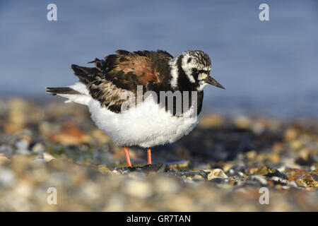 Steinwälzer - Arenaria intepres Stockfoto