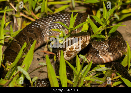 Ein Florida Cottonmouth in den Rasen - Agkistrodon Piscivorus conanti Stockfoto