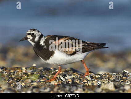 Steinwälzer - Arenaria intepres Stockfoto