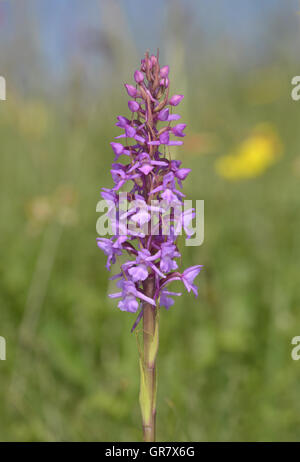 Kreide Fragrant-Orchidee - Gymnadenia conopsea Stockfoto