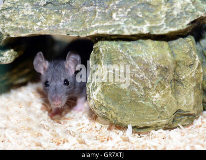 Kleine Phantasie Ratte sitzt auf der Steinmauer Stockfoto