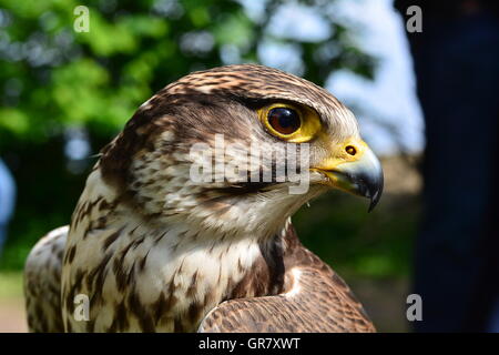 Eine Nahaufnahme des Gesichts ein Wanderfalke starren auf die Kamera. Stockfoto