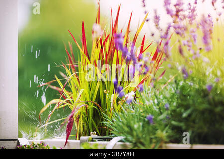 Japanische Ziergras Quot Red Baron Quot im Regen Stockfoto