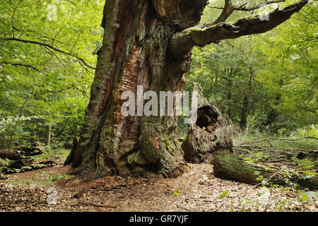 Oak Tree Trunk Stockfoto