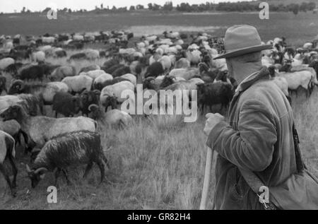 Sheepherd mit Hund Stockfoto