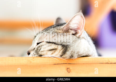 Süße American Kurzhaar Katze Kätzchen Stockfoto