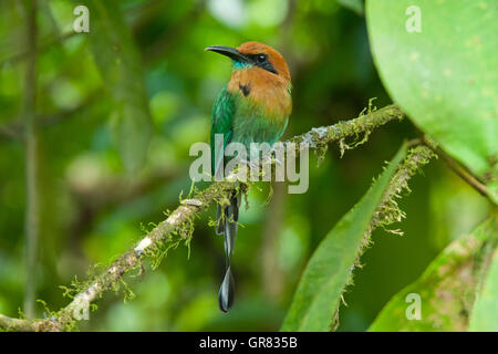 Breit-billed Motmot (Electron Platyrhynchum), La Selva Biological Station, Costa Rica Stockfoto