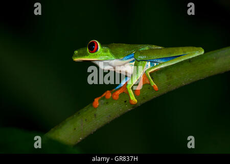 Rote-Augen-Laubfrosch (Agalychnis Callidryas) in La Selva Biological Station, Costa Rica Stockfoto