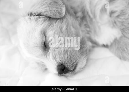 Nahaufnahme von meinem Hund schlafen. Schwarz / weiß Stockfoto