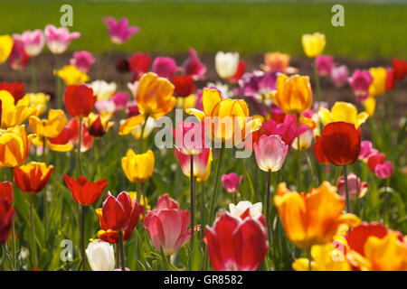 Tulpenfeld In Niedersachsen, Deutschland Stockfoto