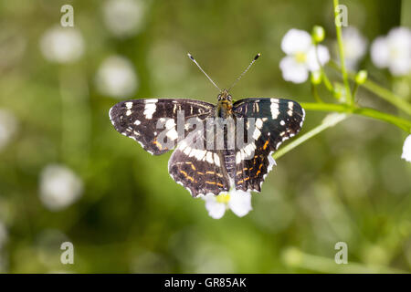 Araschnia Levana, die Karte, die Karte Schmetterling aus Niedersachsen, Deutschland Stockfoto