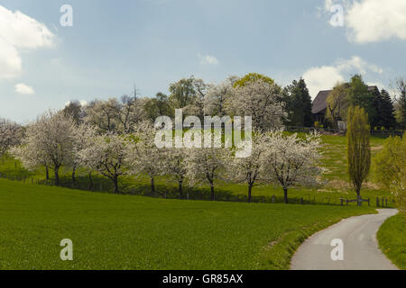 Blühende Kirschbäume In Hagen, Osnabrück, Deutschland Stockfoto