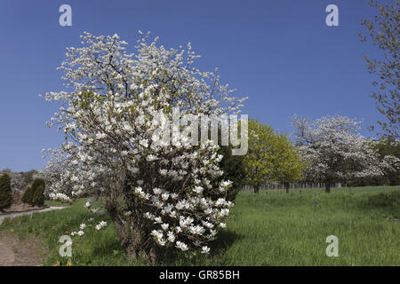 Blühenden Kirschbaum und Magnolie In Niedersachsen, Deutschland Stockfoto