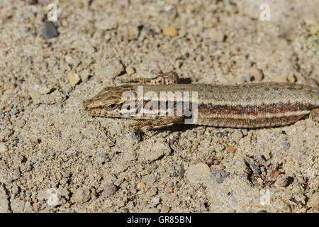 Podarcis Muralis, gemeinsame Mauereidechse aus Deutschland Stockfoto