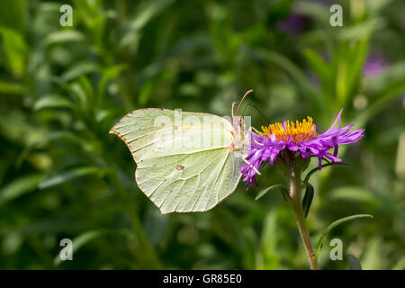 Gonepteryx Rhamni, gemeinsame Schwefel Schwefel auf Aster, Deutschland, Europa Stockfoto