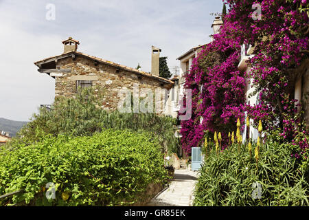 Grimaud, alte Stadt Lane mit Bougainvillea Glabra, weniger Bougainvillea, Papierblume, Côte d ' Azur, Südfrankreich, Europa Stockfoto