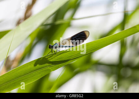 Calopteryx Splendens, Gebänderten Prachtlibelle, männliche Libelle aus Niedersachsen, Deutschland Stockfoto