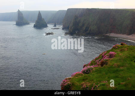 Schottland, Highlands, Duncansby Head ist die Nordost-Punkt des Scotland, gespaltener Felsformationen und Felsnadeln, die so genannte D Stockfoto