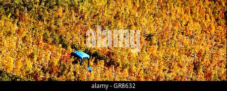 Herbst-Stimmung im Weinberg von Villány, Ungarn Stockfoto