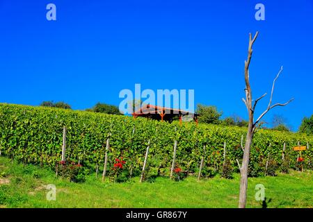 Sauvignon Blanc Wein-Region mit roten Rosen Verkostung Hütte Stockfoto