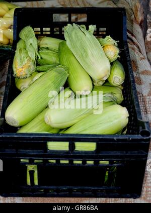 Frische Maiskolben In der Kiste, Zea Mays, Stockfoto