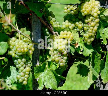 Sauvignon Blanc, Blanc Fumé, Sauvignon Jaune, Vitis Vinifera Subspecies Vinifera Traube Stockfoto