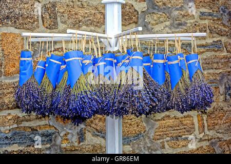 Blumensträuße von echter Lavendel, Lavandula Angustifolia, Stockfoto