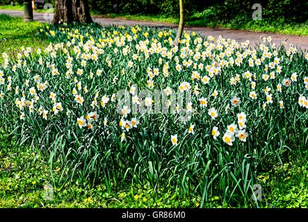 Osterglocken, Narzissen, weiß und gelb, aus Stockfoto