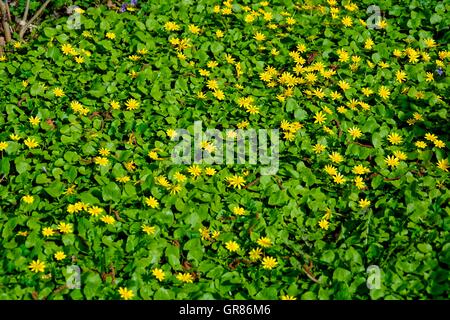 Frühling, Adonis, Adonis Vernalis, gelb Stockfoto