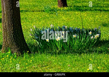 Weiße Narzisse, Narcissus Poeticus, auf einer Wiese zwischen zwei Bäume blühen Stockfoto