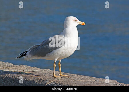 Möwe sitzt am Pier auf hoher See Stockfoto