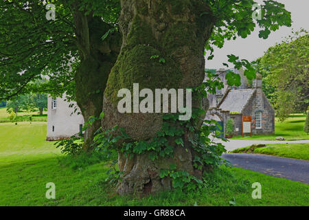 Ahornbaum, Stamm, Ahorne, Acer, in Schottland, Fraser Schloss südlich des Kemnay in der Region von Aberdeenshire. Stockfoto