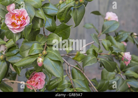 Rosa Rhododendron Bush In einem Topf vor der Tür eines Hauses In Ligurien Stockfoto