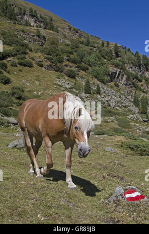 Haflinger auf einer Almwiese im Ötztal Stockfoto